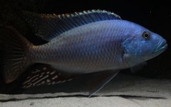 Nimbochromis fuscotaeniatus