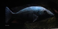 Fossorochromis rostratus