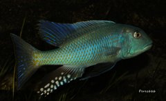 Buccochromis lepturus