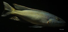 Champsochromis caeruleus