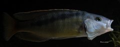 Mylochromis gracilis