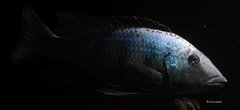 Fossorochromis rostratus