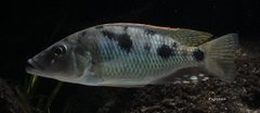 Stigmatochromis woodi