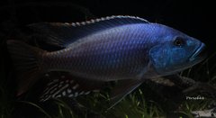 Nimbochromis fuscotaeniatus