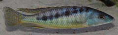 Mylochromis gracilis