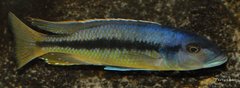 Taeniochromis holotaenia