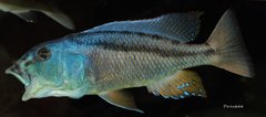 Aristochromis christyi