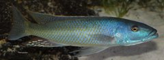 Champsochromis caeruleus