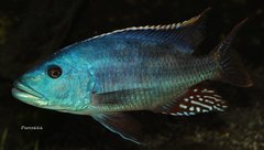 Nimbochromis fuscotaeniatus