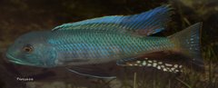 Buccochromis lepturus