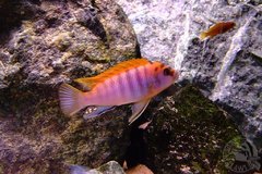 Labidochromis Sp. Hongi Red Top