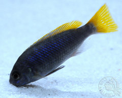 Pseudotropheus acei