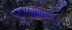 Labeotropheus Trewavasae ale ktory?