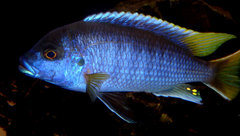 Pseudotropheus Acei