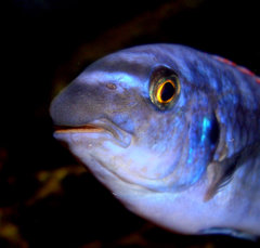 Labeotropheus Trevawasae