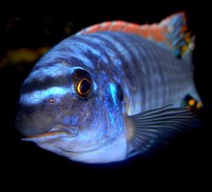 Labeotropheus Trevawasae