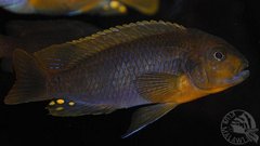 Iodotropheus sprengerae