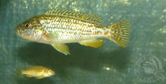 M.Joanjohnsonae - samica!