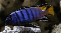 Elongatus Mpanga