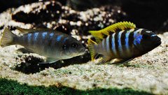 Metriaclima sp. "zebra long pelvic", Chesese