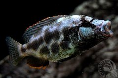 Nimbochromis livingstonii