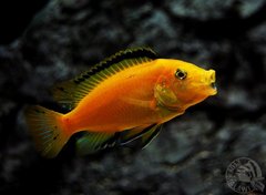 Labidochromis Caeruleus