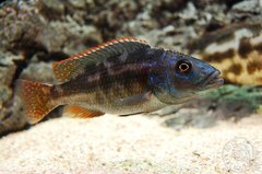 Więcej informacji o „mlody Haplochromis fuscotaeniatus”