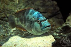 Nimbochromis livingstonii