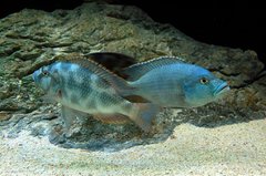 Nimbochromis livingstonii