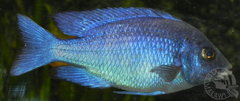 Placidochromis Phenochilus Tanzania-Mlody