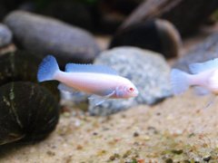 Mlody Pseudotropheus socolofi (Albino)