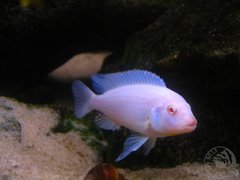 Samiec Pseudotropheus socolofi (Albino)