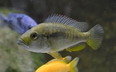 Astatotilapia calliptera Thumbi East samica