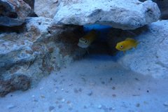 Melanochromis Interruptus