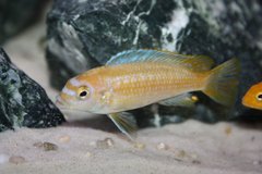 Melanochromis Interruptus