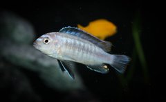 Melanochromis Interruptus