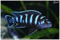 Psudotropheus Demasoni