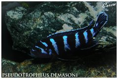 Psudotropheus Demasoni