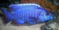 Aulonocara Stuartgranti
