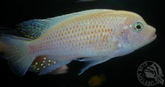 red red samiec