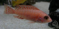 Aulonocara Fire Fish Red