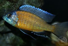 Copadichromis Borley