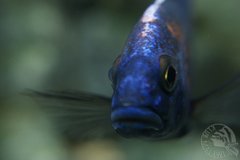 Copadichromis Borley