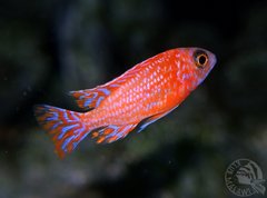 Aulonocara fire fish