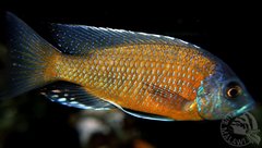 Copadichromis Borley