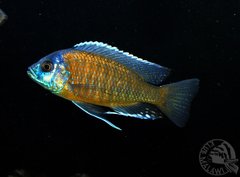 Copadichromis Borley