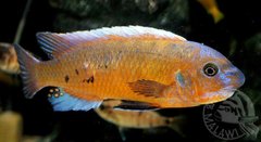 Labeotropheus Trewavasae Chilumba red