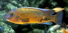 Labeotropheus Trewavasae Chilumba red