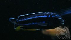 Melanochromis cyaneorhabdos maingano