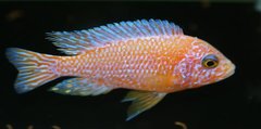 fire fish male